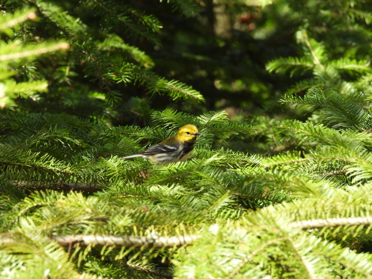Black-throated Green Warbler - ML635025623
