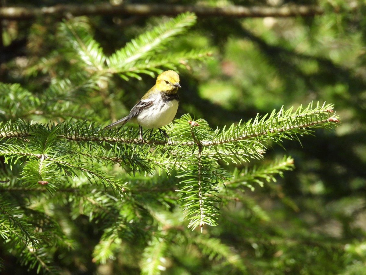 Black-throated Green Warbler - ML635025624