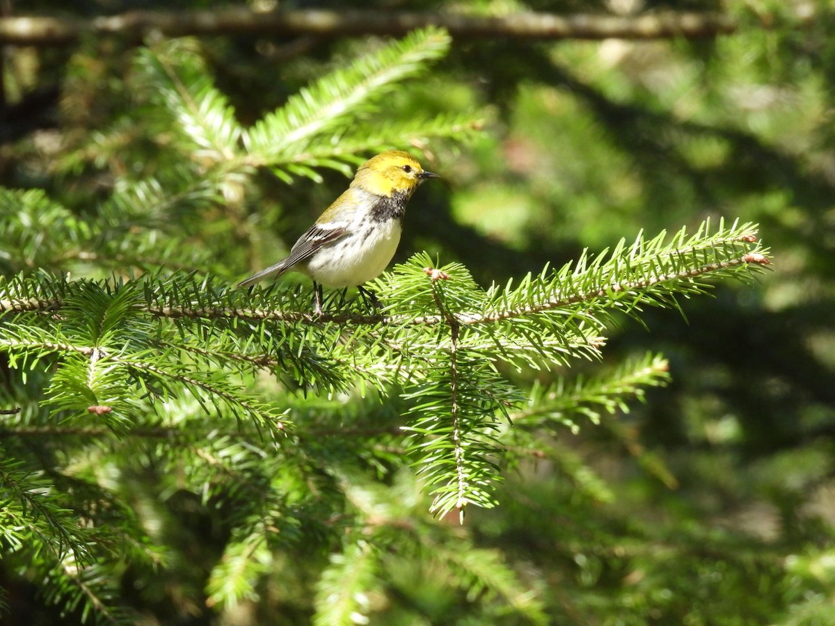 Black-throated Green Warbler - ML635025625
