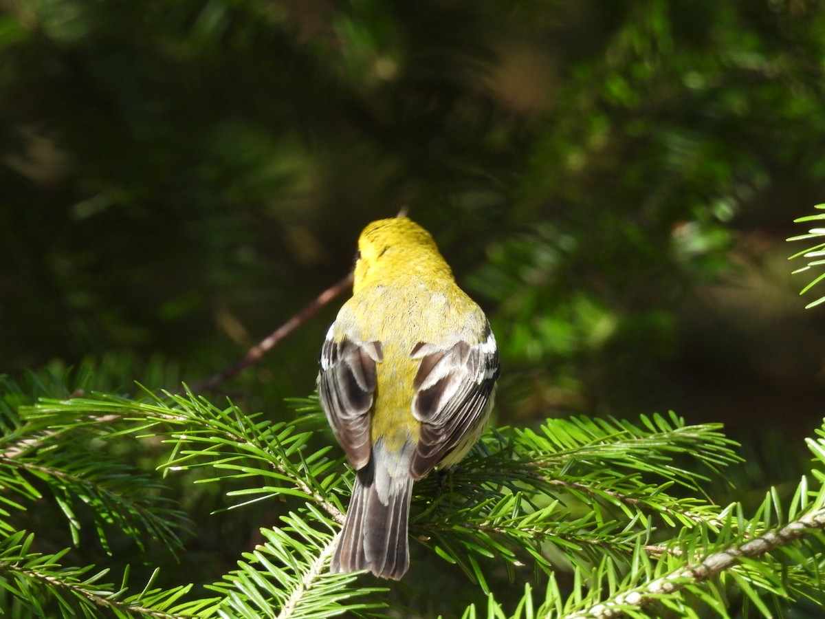 Black-throated Green Warbler - ML635025626