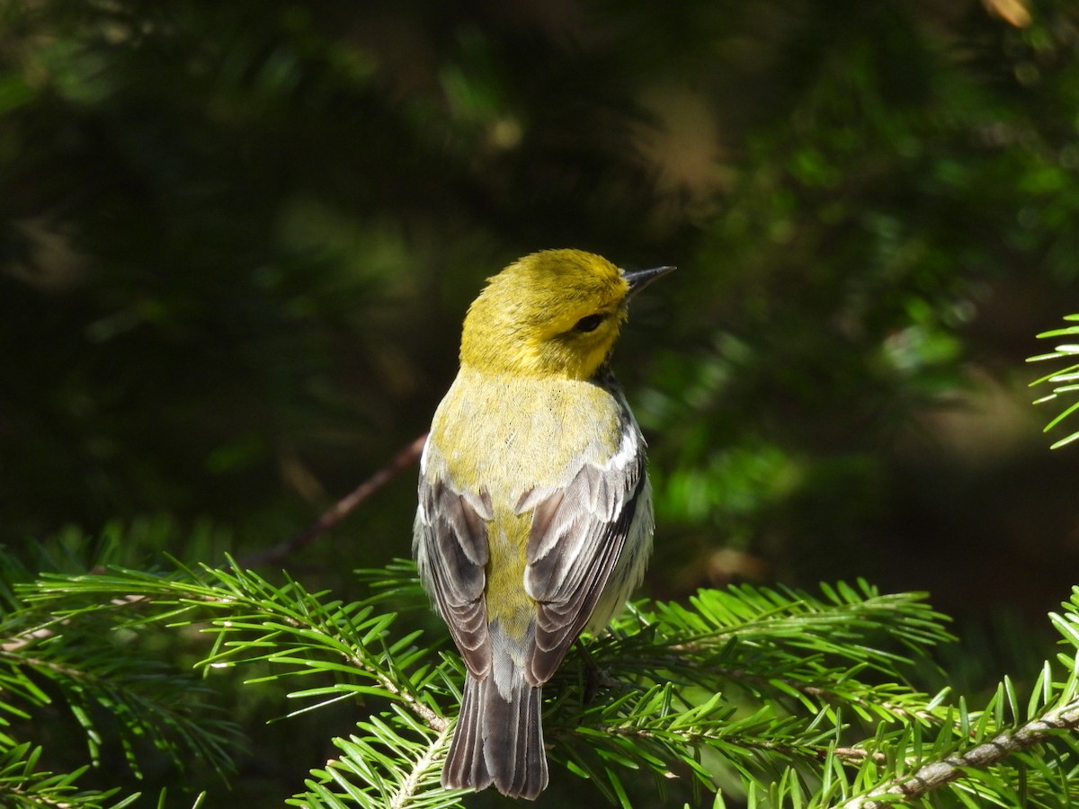 Black-throated Green Warbler - ML635025628