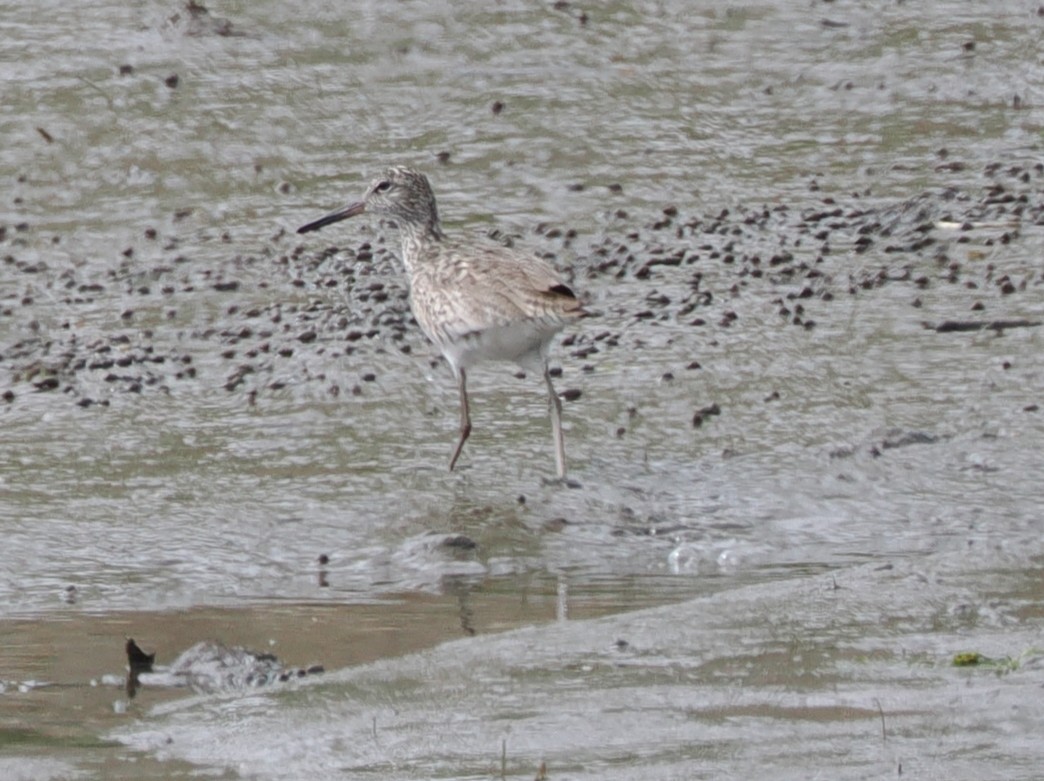 Willet (Eastern) - ML635025636