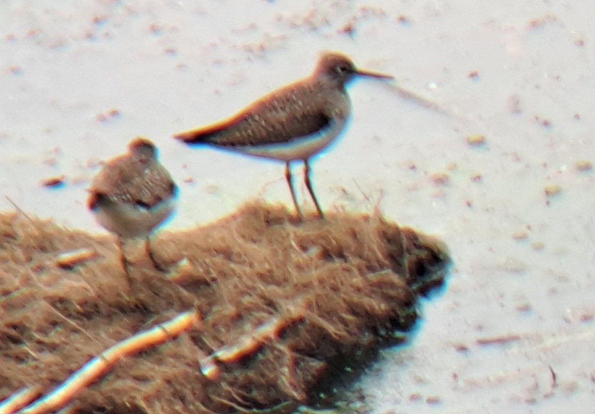 vodouš samotářský - ML635025692