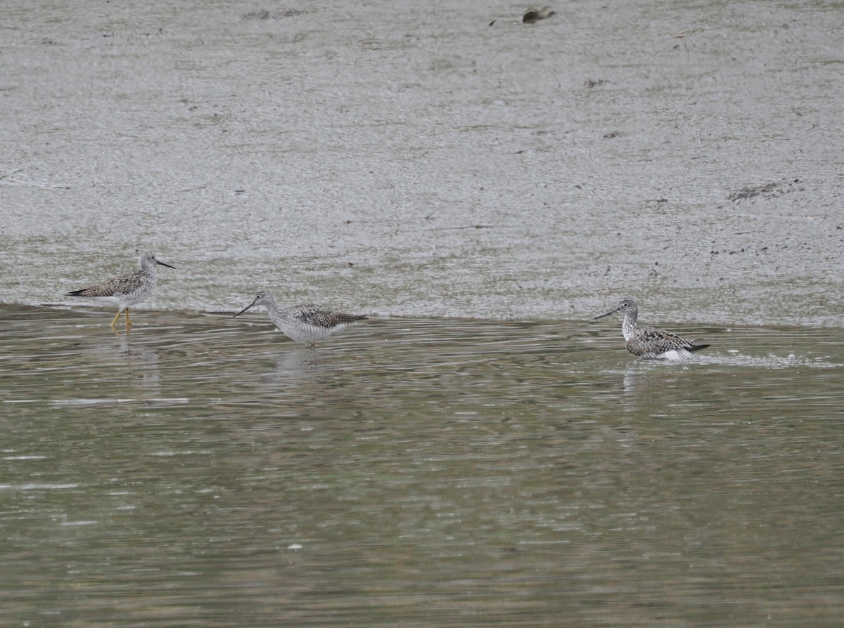 Greater Yellowlegs - ML635025726