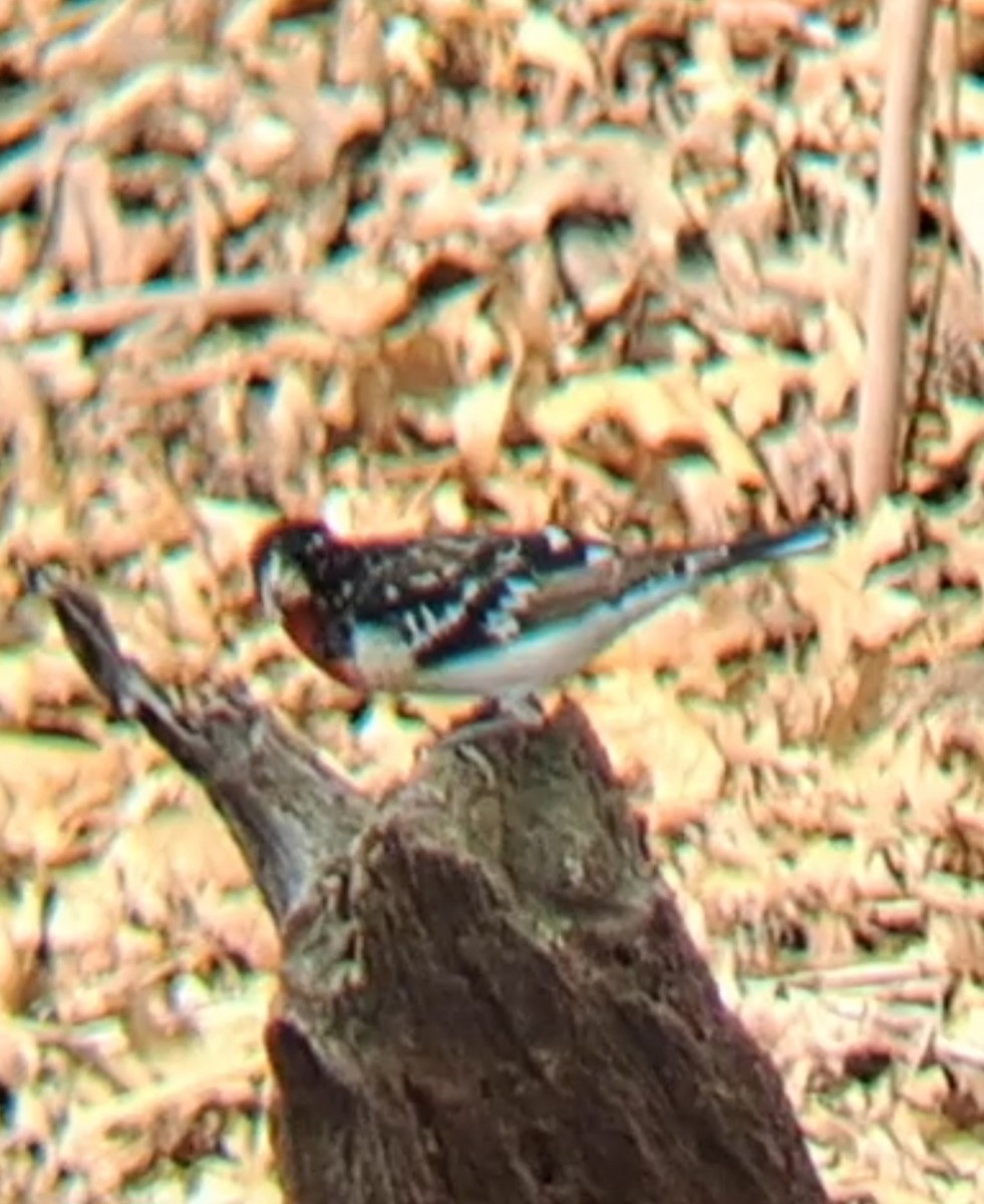 dlaskovec růžovoprsý - ML635025808