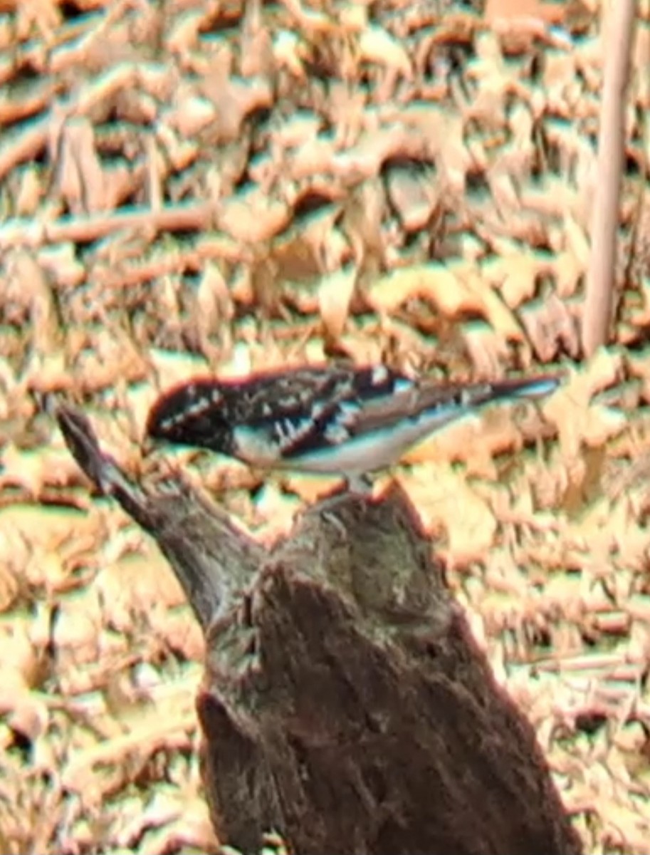 dlaskovec růžovoprsý - ML635025809