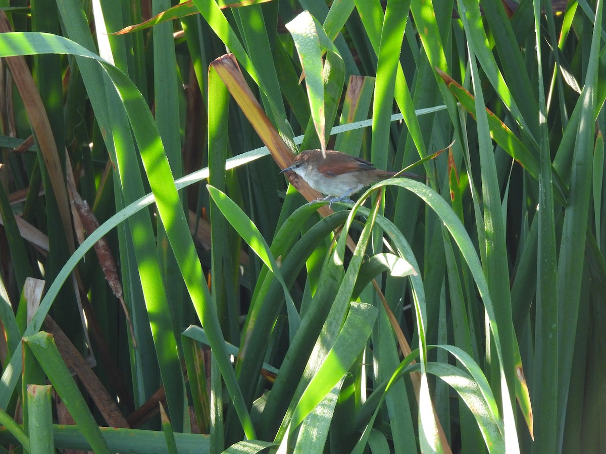 Yellow-chinned Spinetail - ML635025848