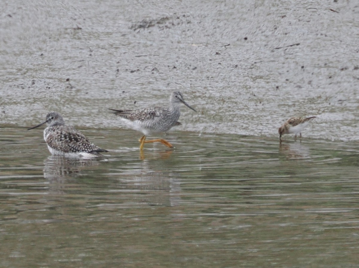 Greater Yellowlegs - ML635025885