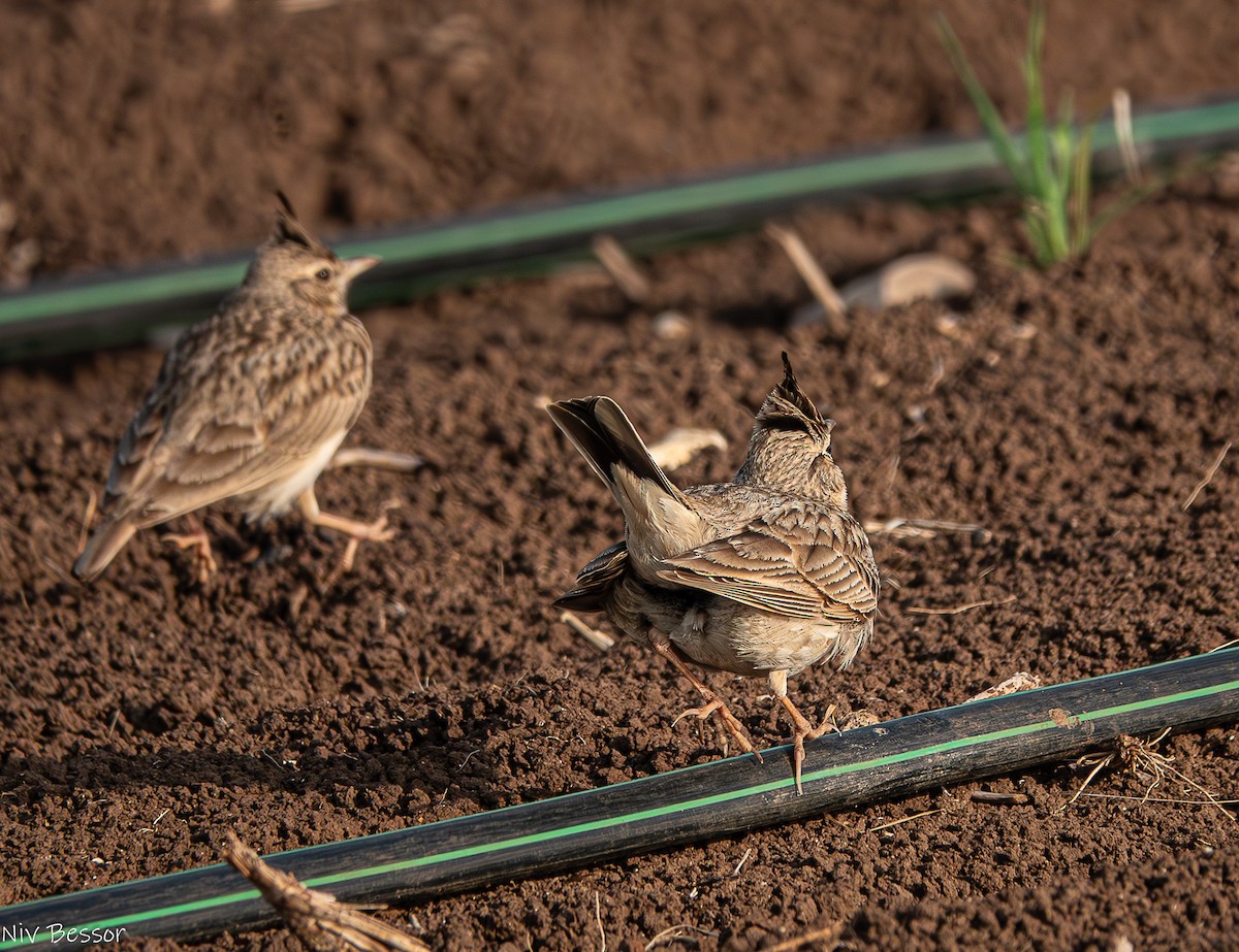Crested Lark (Crested) - ML635025949