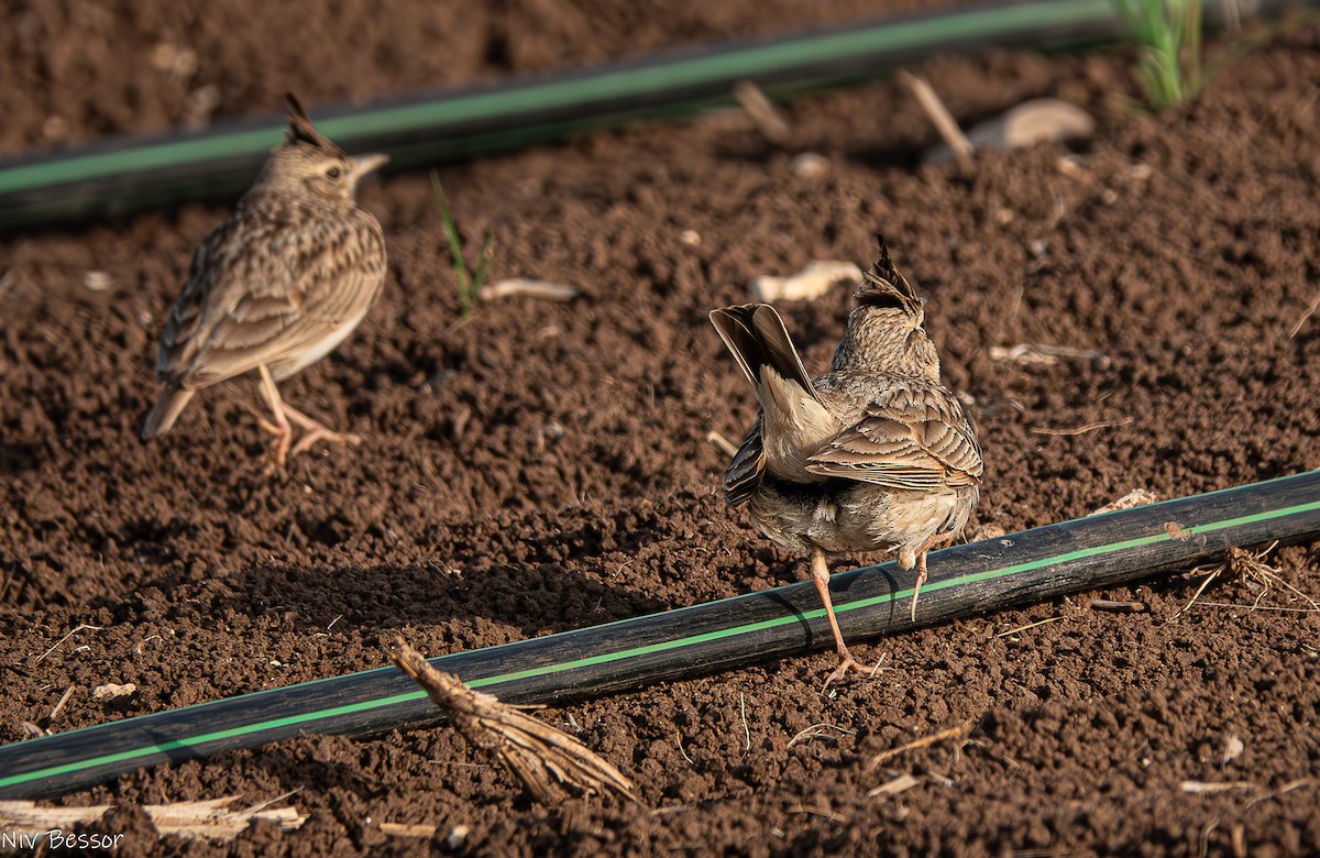 Crested Lark (Crested) - ML635025950
