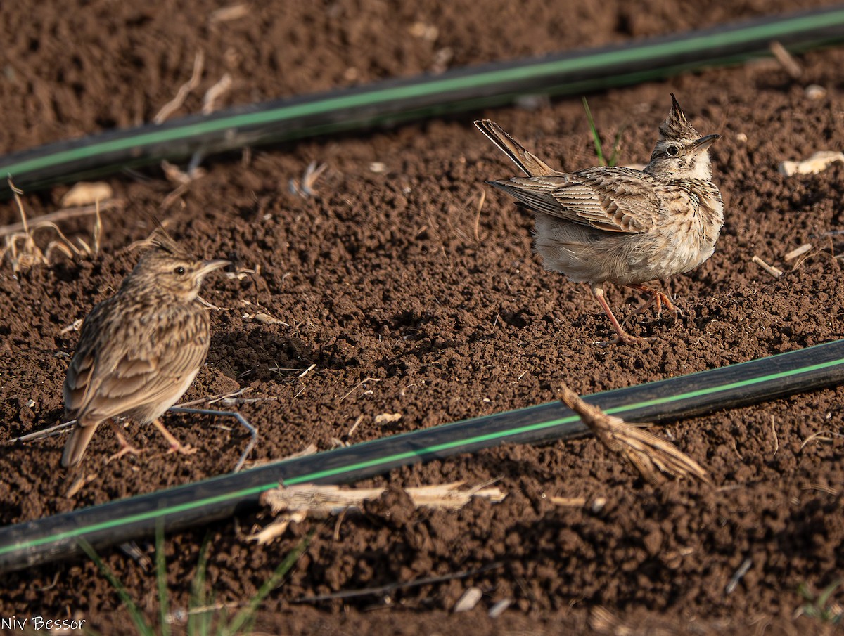 Crested Lark (Crested) - ML635025951