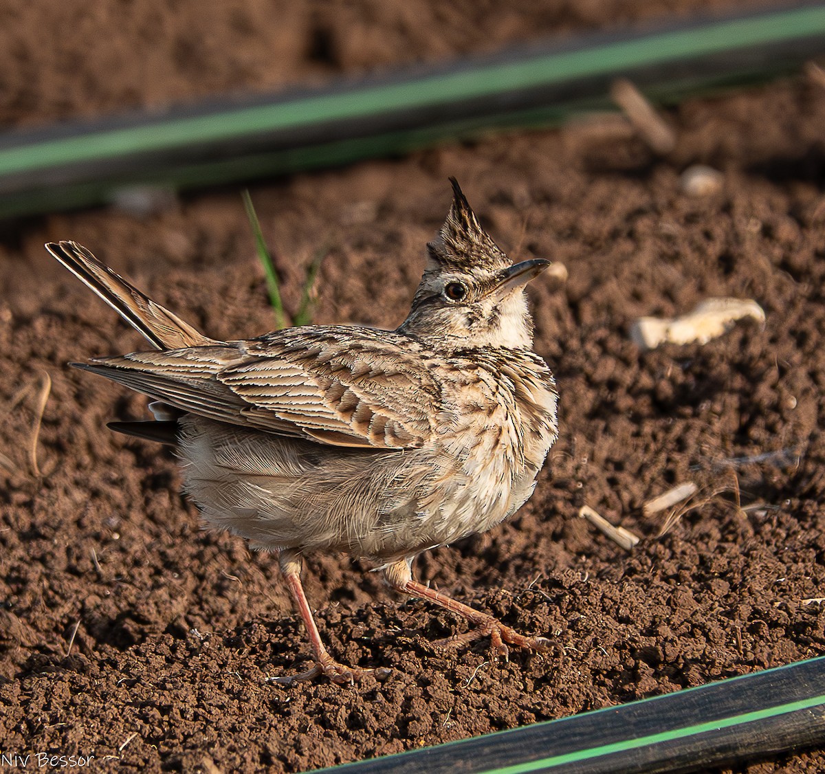 Crested Lark (Crested) - ML635025954