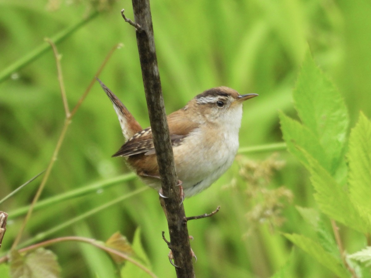 Marsh Wren - ML635025976