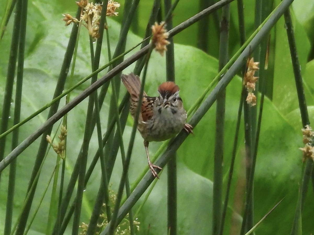 Swamp Sparrow - ML635026006
