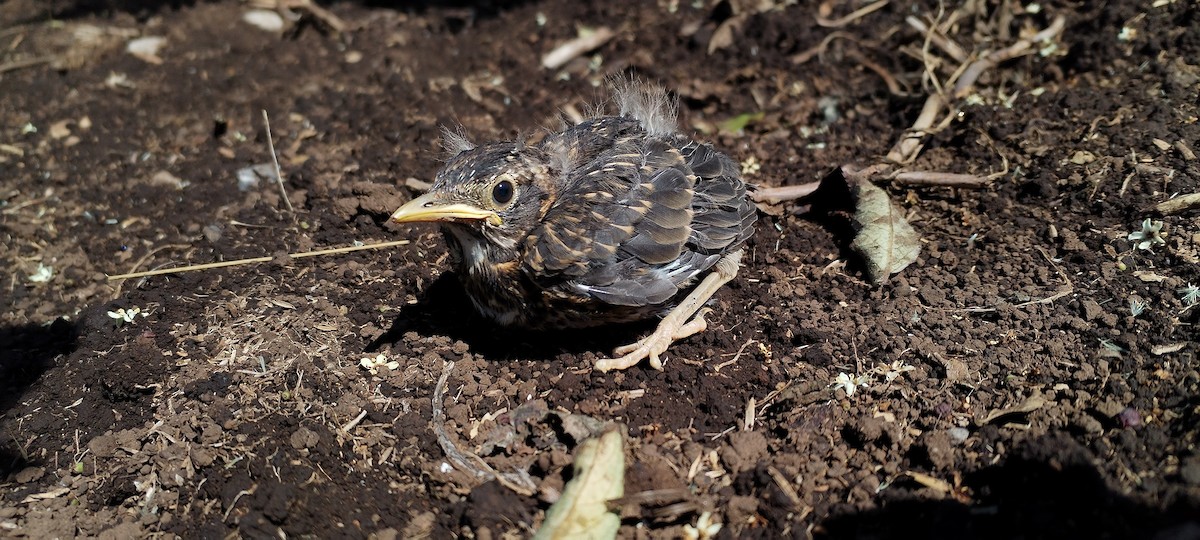 Rufous-collared Robin - ML635026013
