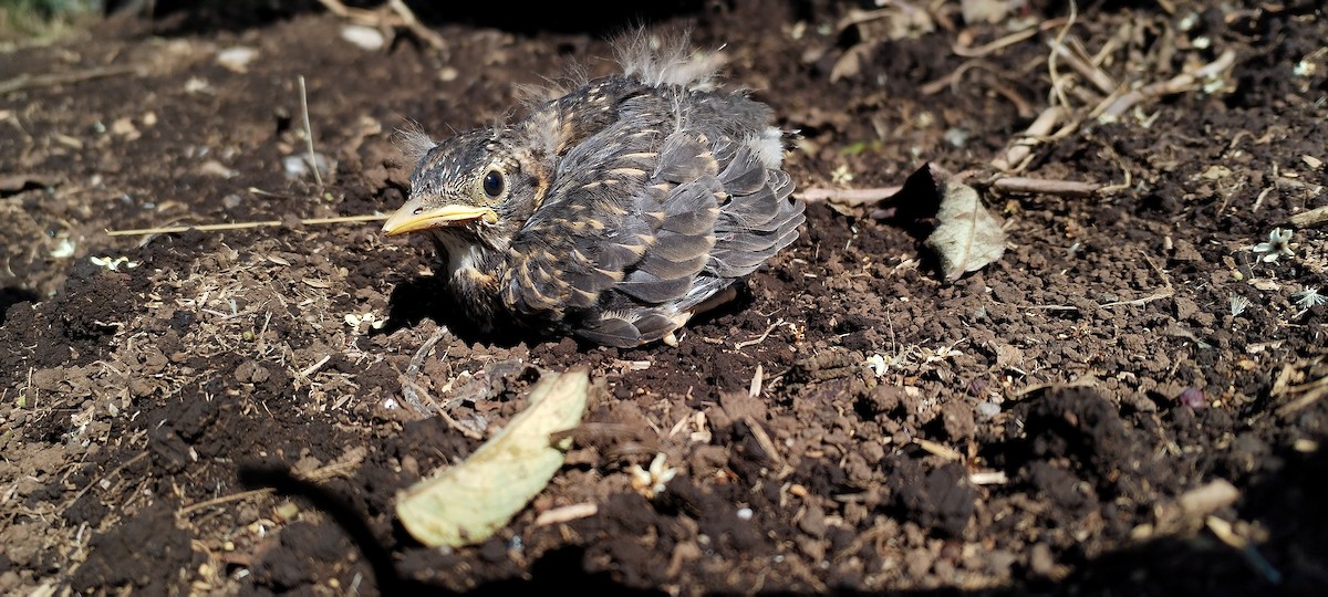 Rufous-collared Robin - ML635026016