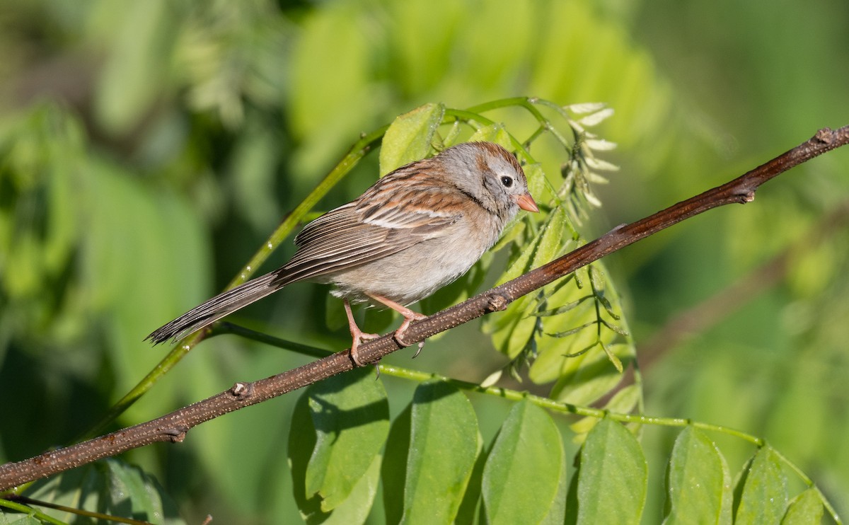Field Sparrow - ML635026044