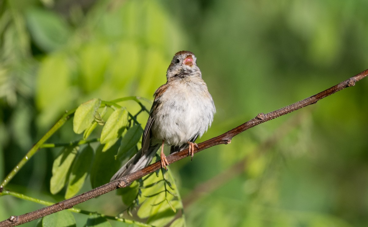 Field Sparrow - ML635026056