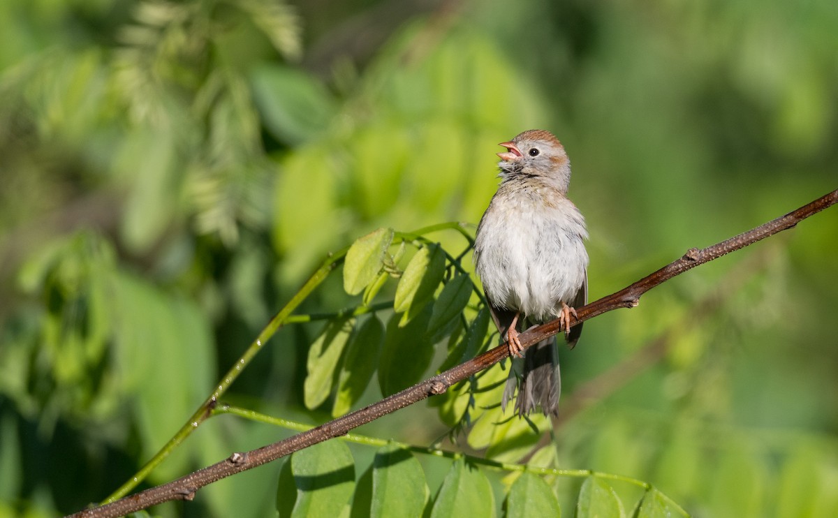 Field Sparrow - ML635026060
