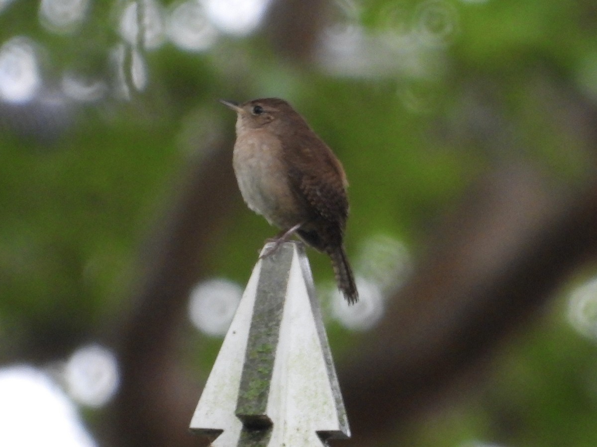 Northern House Wren - ML635026081