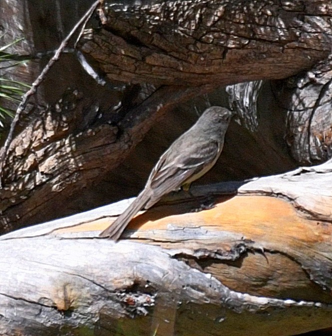 Empidonax sp. - ML63502611