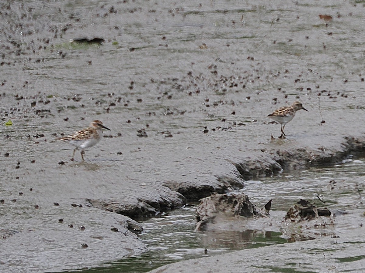 Least Sandpiper - ML635026232