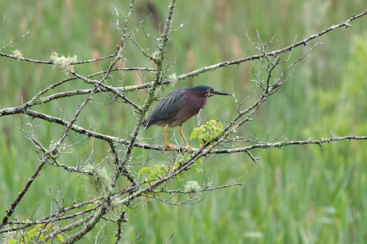 Green Heron - ML635026387