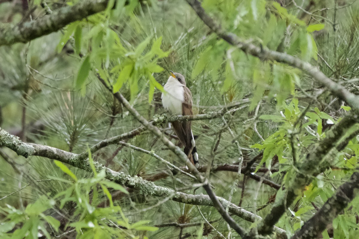 Yellow-billed Cuckoo - ML635026402