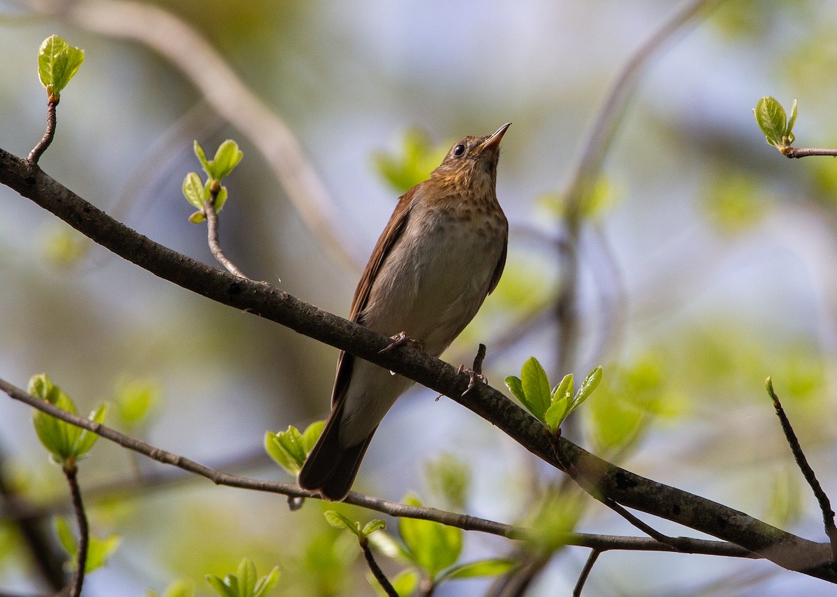 Veery - ML635026424