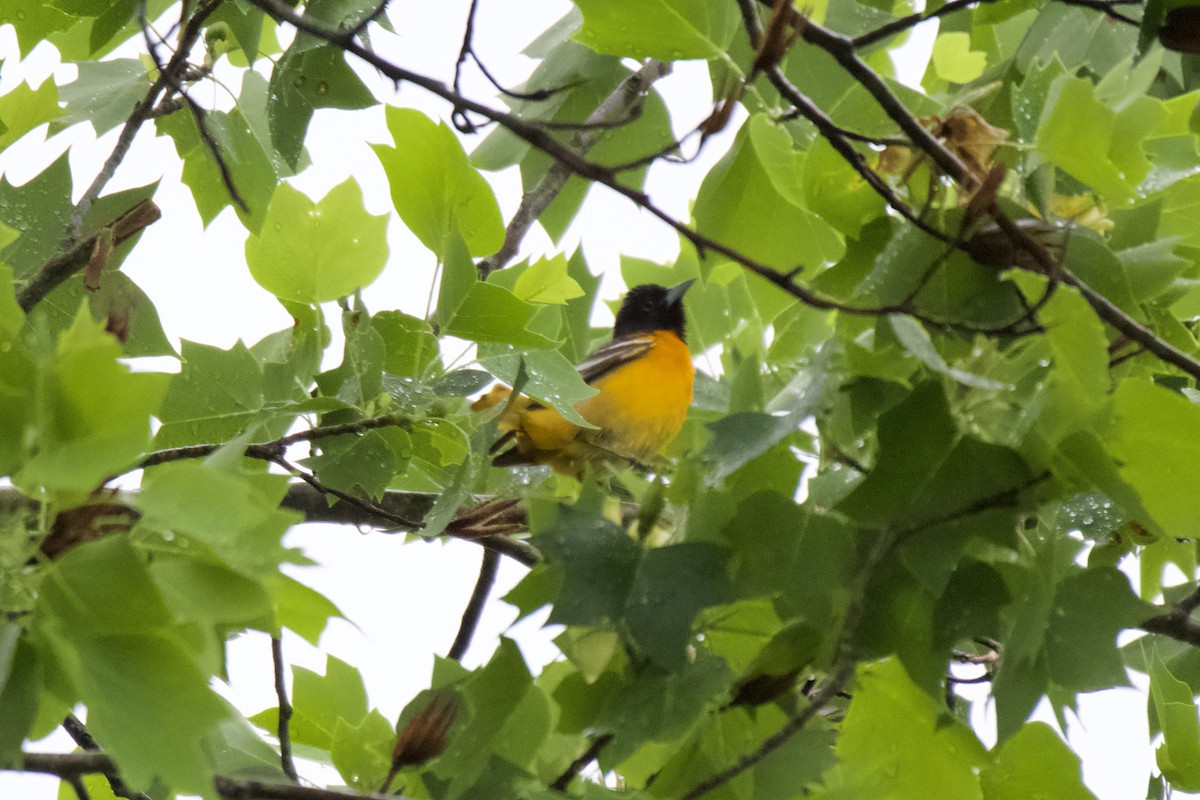 Baltimore Oriole - ML635026427