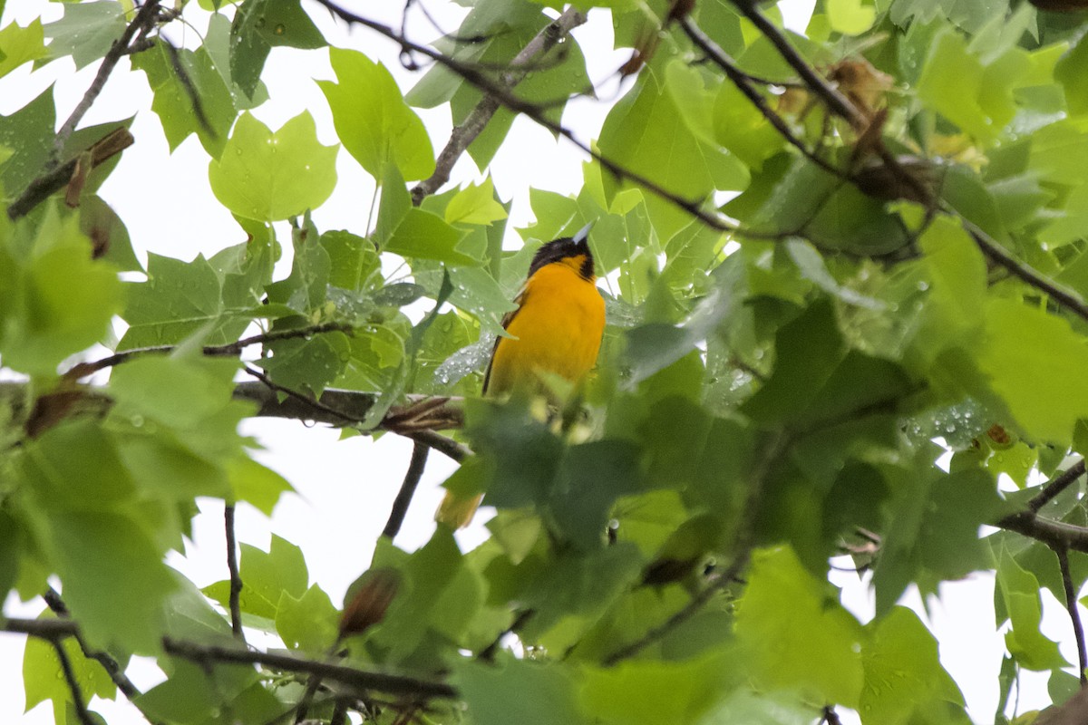 Baltimore Oriole - ML635026428