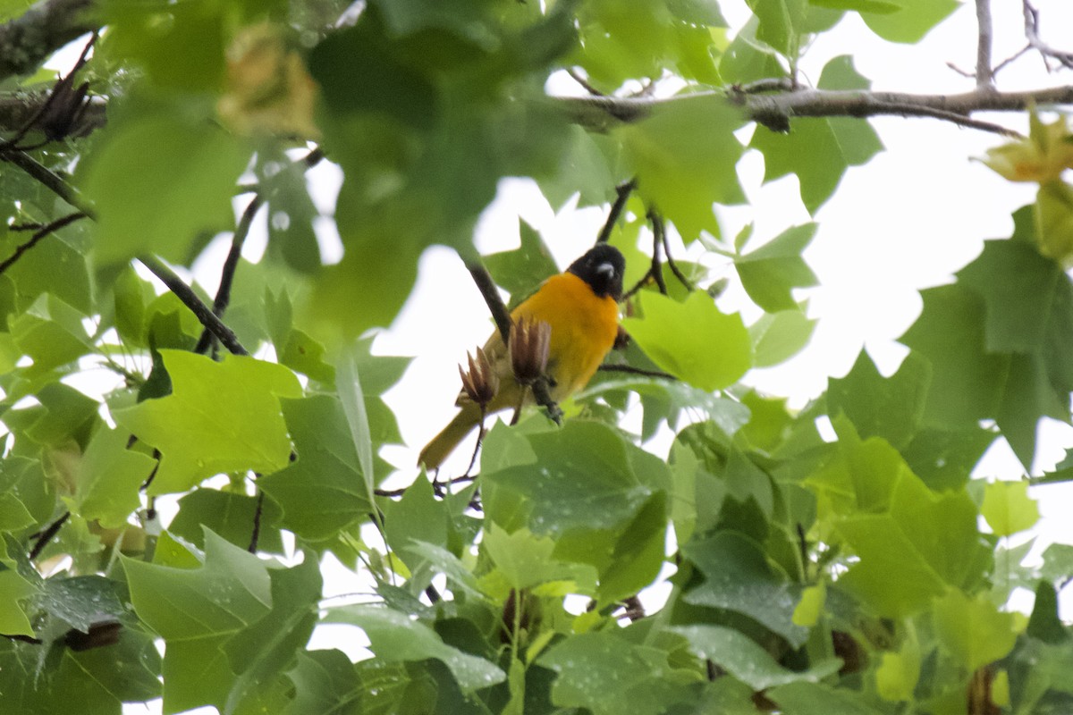 Baltimore Oriole - ML635026429