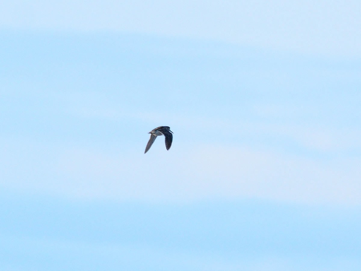 Jack Snipe - ML635026442