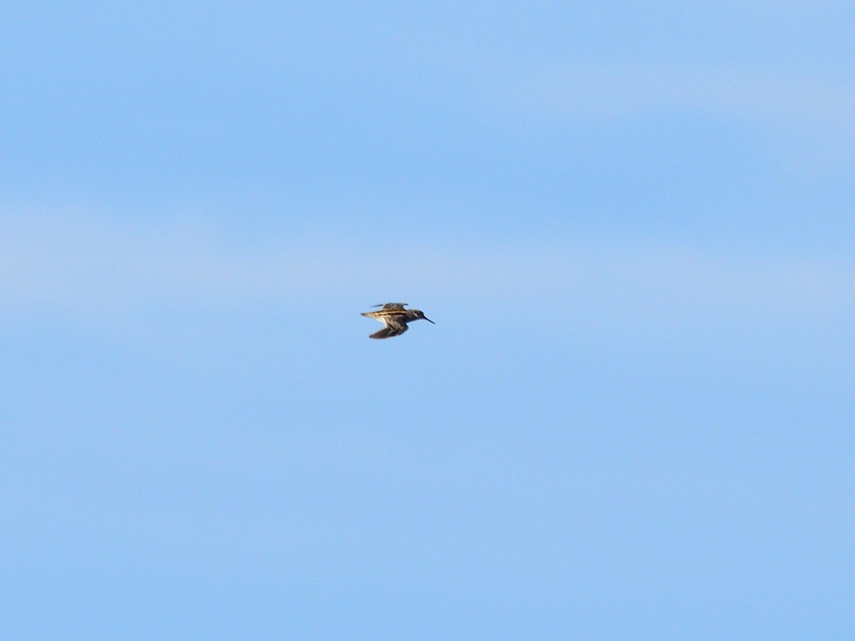 Jack Snipe - ML635026443
