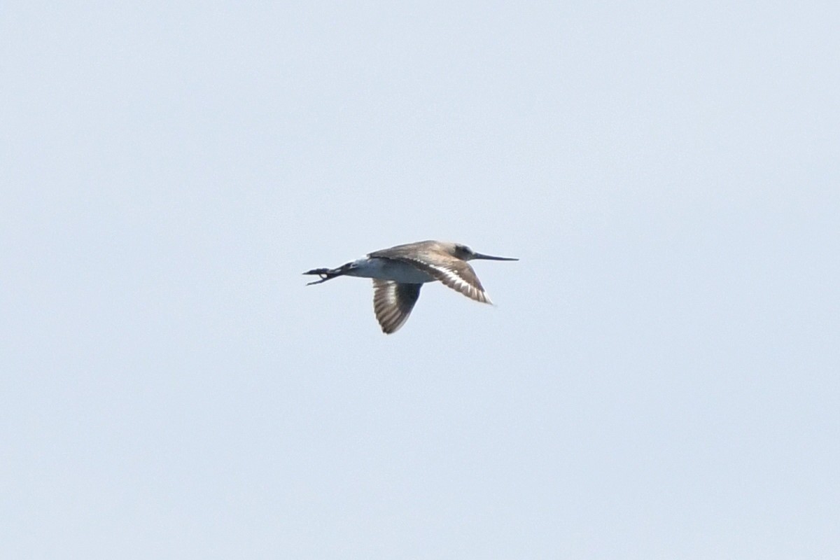 Hudsonian Godwit - ML635026456