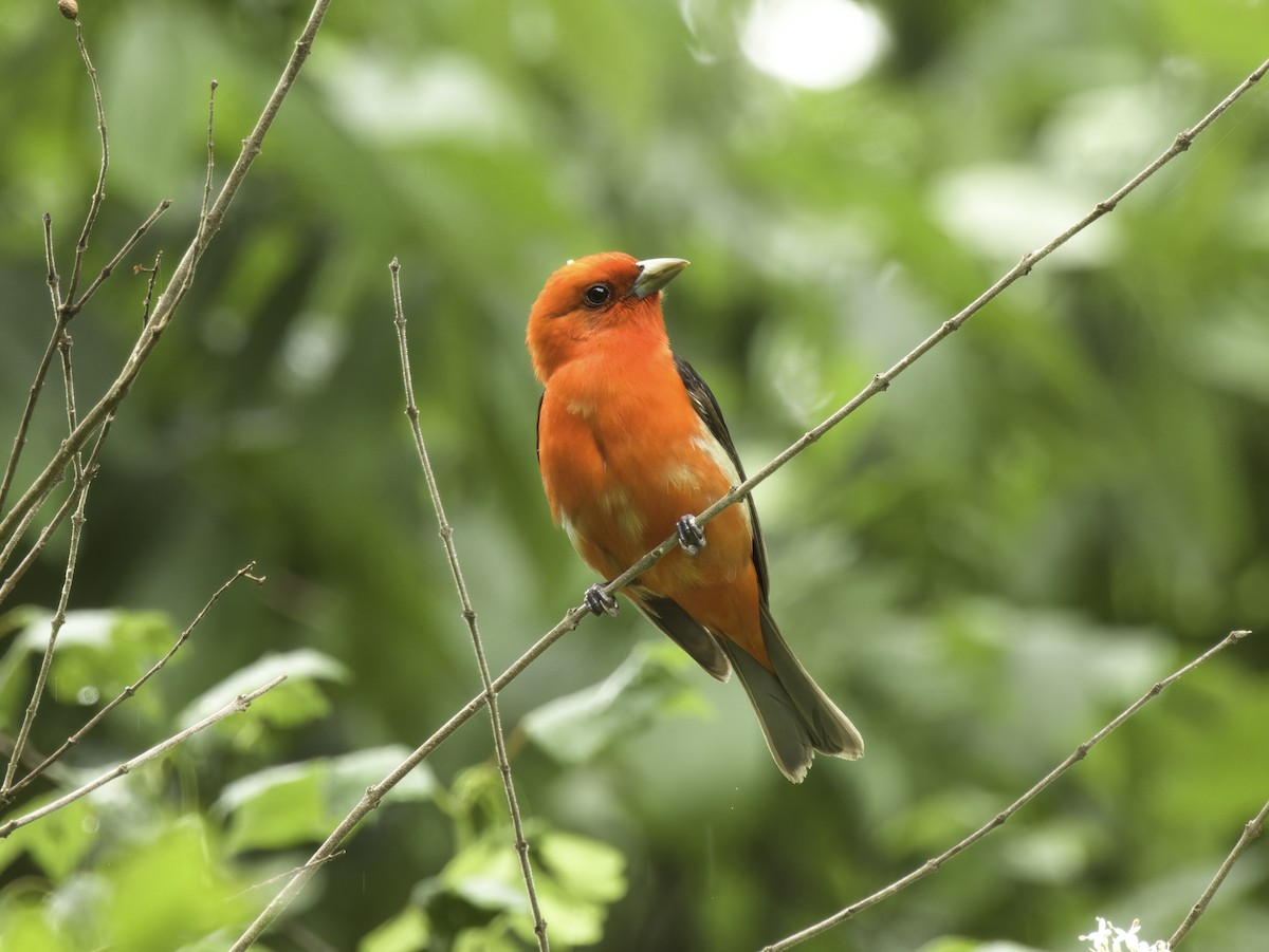 Scarlet Tanager - ML635026707