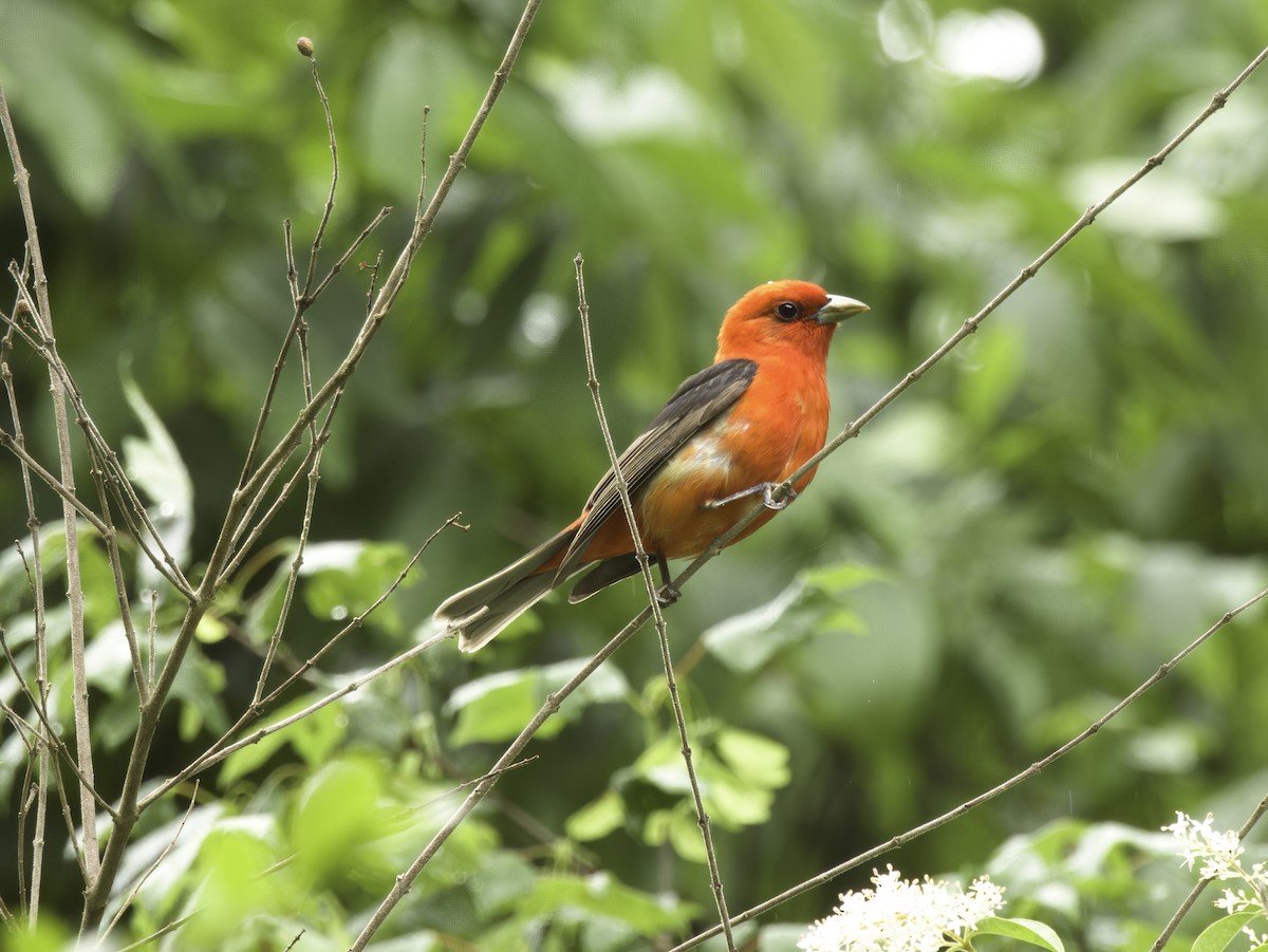 Scarlet Tanager - ML635026727