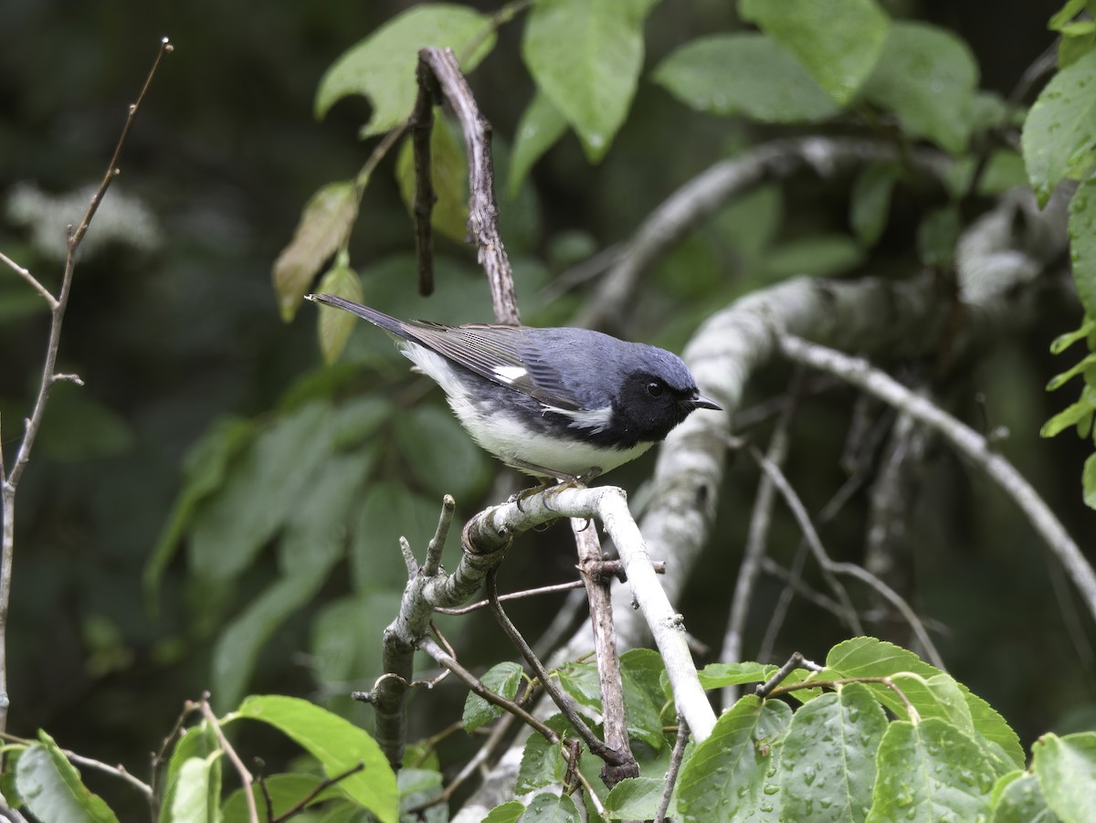 Black-throated Blue Warbler - ML635026745