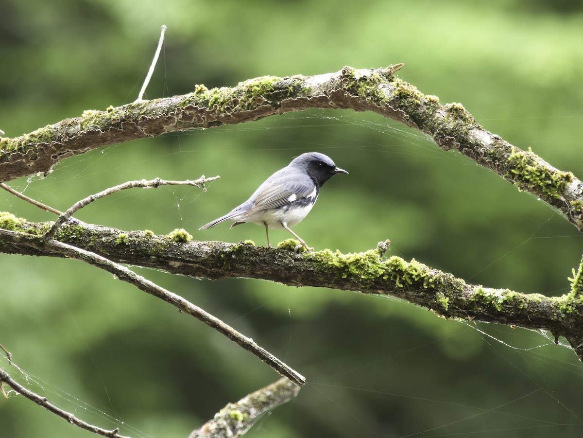 Black-throated Blue Warbler - ML635026755