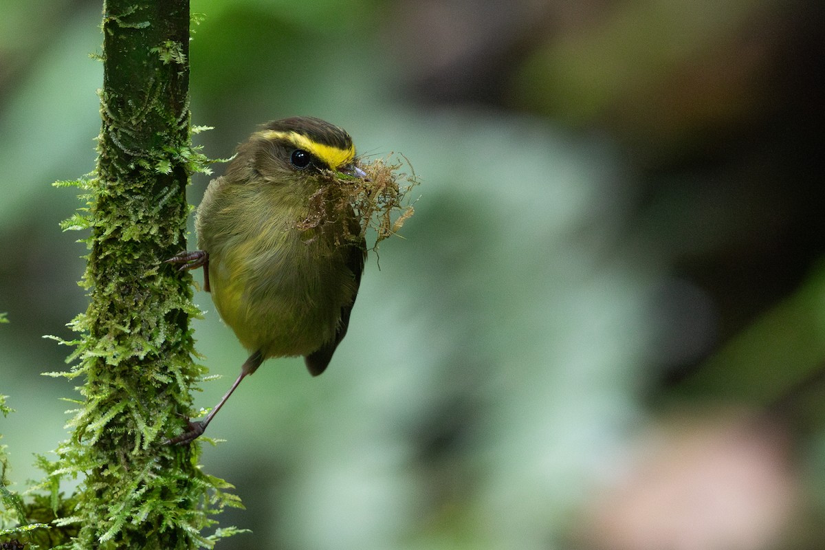 Yellow-bellied Chat-Tyrant - ML635026769