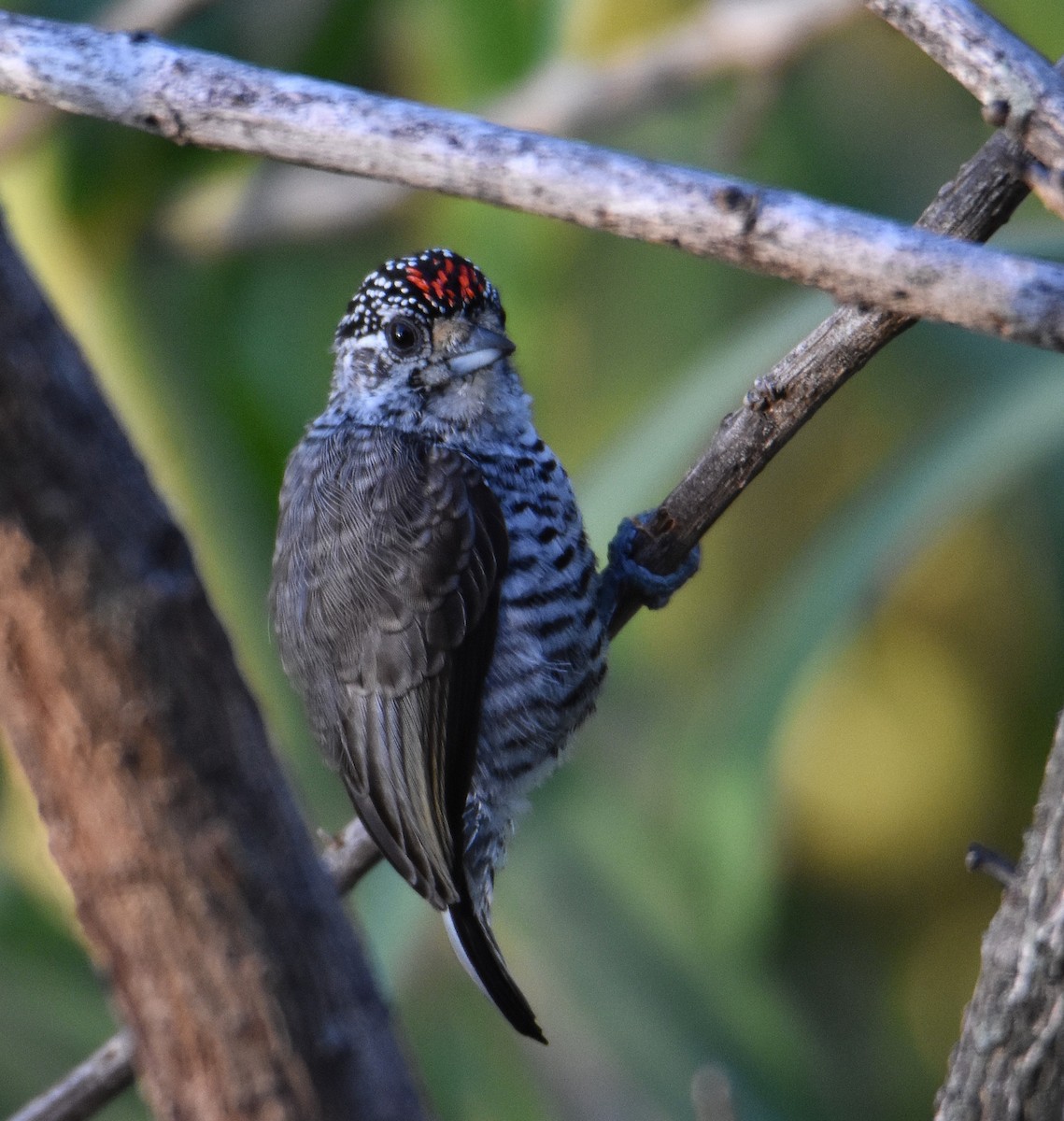 White-barred Piculet - ML635026807