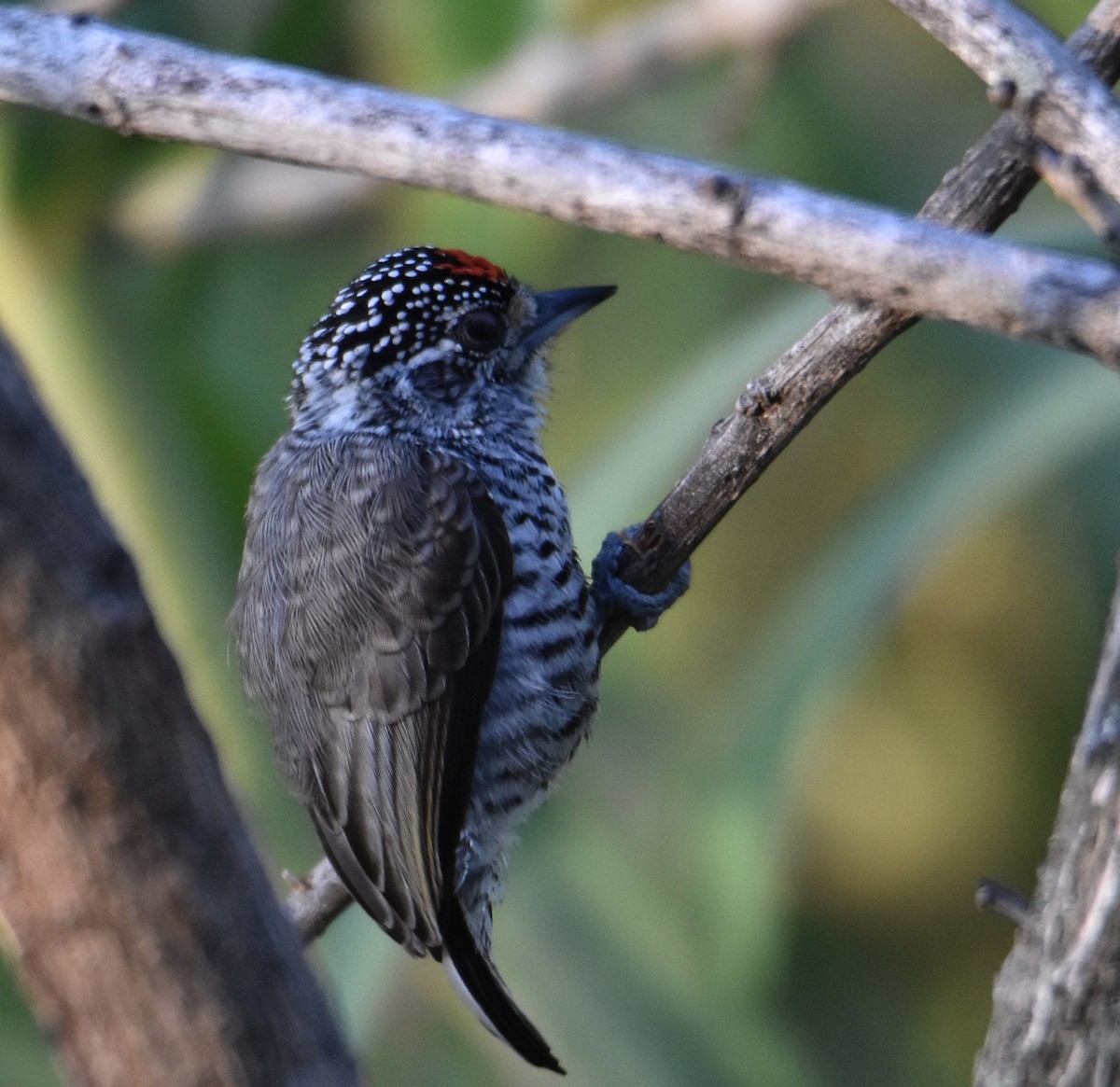 White-barred Piculet - ML635026816