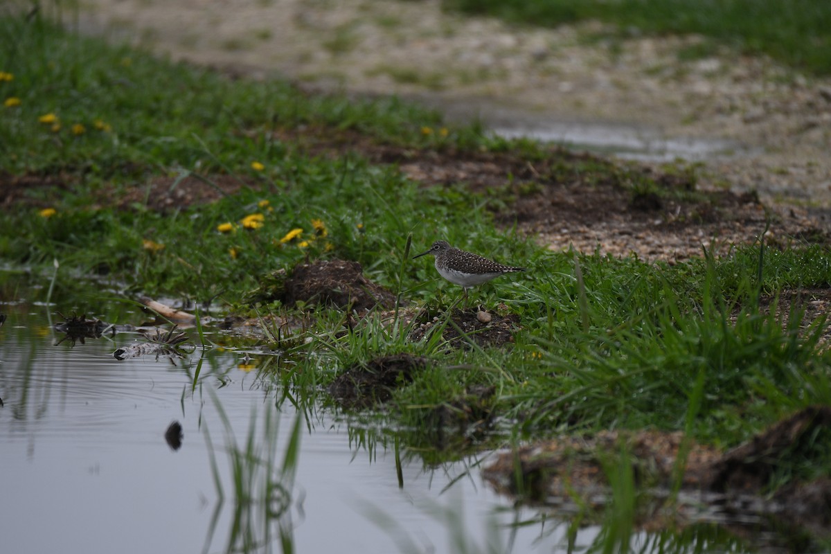 Einsiedelwasserläufer - ML635026835