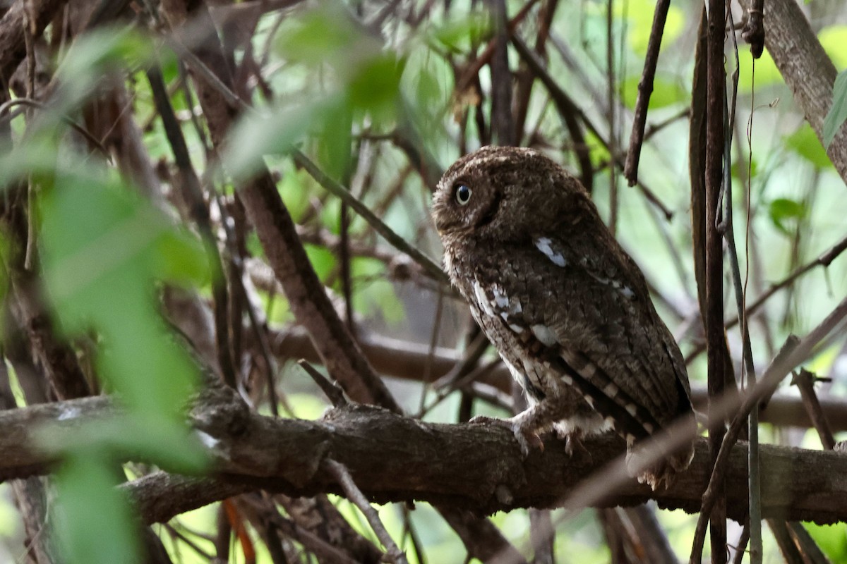 Middle American Screech-Owl (Middle American) - ML635026935