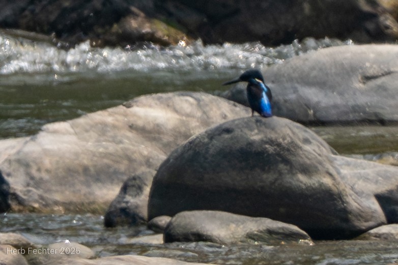 Blyth's Kingfisher - ML635026983