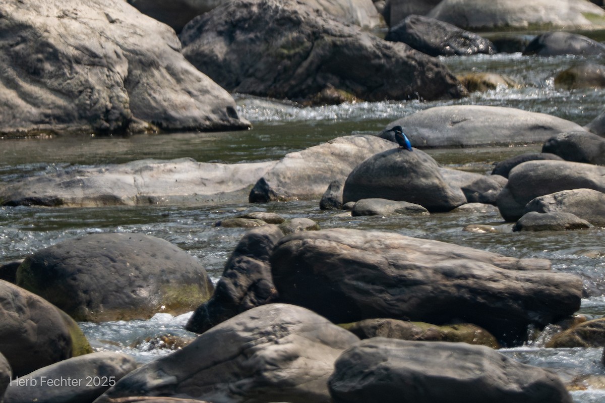 Blyth's Kingfisher - ML635026984
