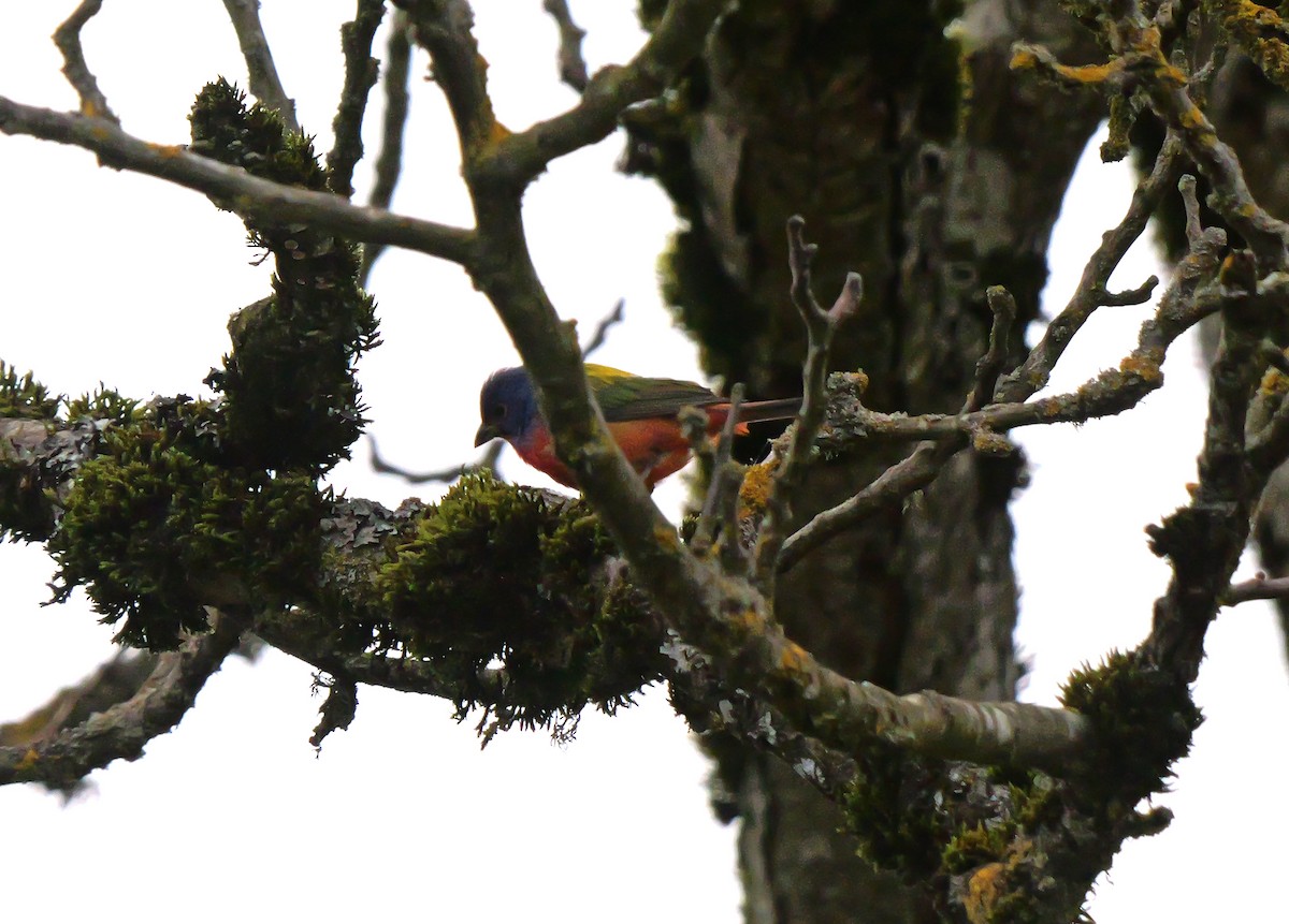 Painted Bunting - ML635027000