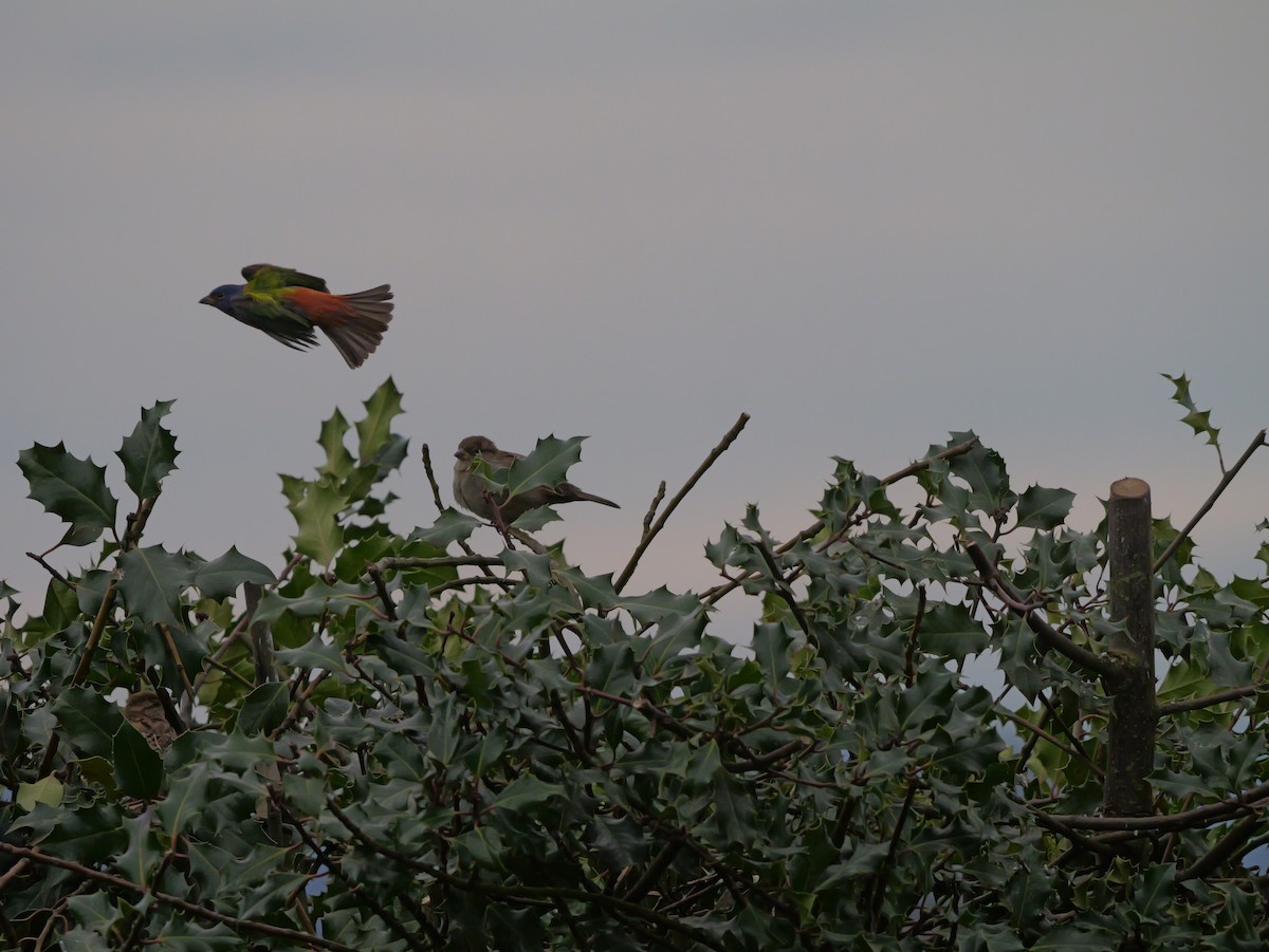 Painted Bunting - ML635027003