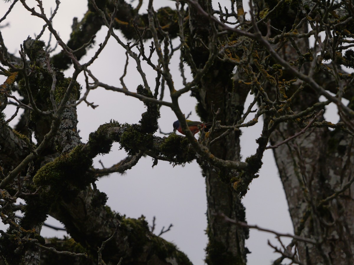 Painted Bunting - ML635027004