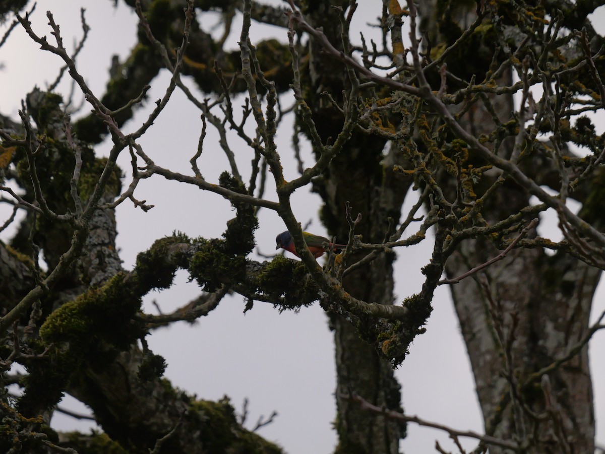 Painted Bunting - ML635027005